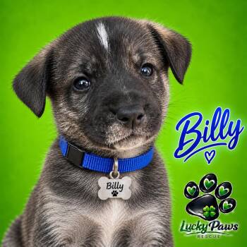Killer Crew  -  German Shepherd Dog and Pit Bull Terrier Dog for Adoption in Oswego, South Carolina - Killer Crew  | PetCurious