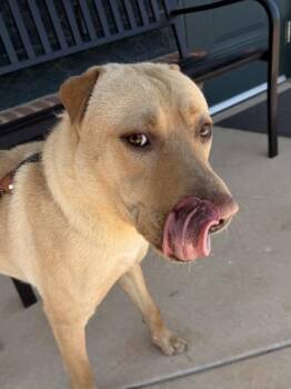 Mixed Breed Dogs Available for Adoption in Barnesville, Georgia - 26-249 Louis V | PetCurious