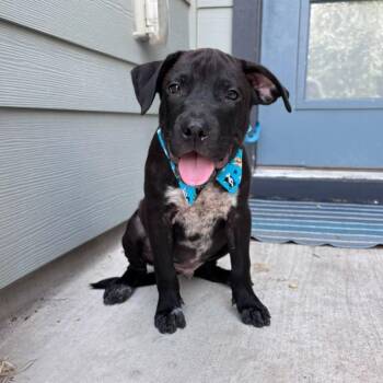 Salem -  American Staffordshire Terrier Dog for Adoption in Martinez, California - Salem | PetCurious