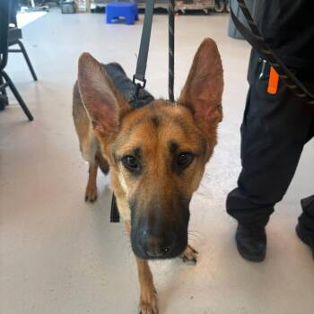 Mixed Breed Dogs Available for Adoption in Huntington, West Virginia - Walker | PetCurious