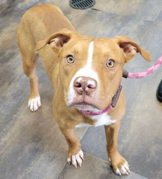 Grady -  Pit Bull Terrier Dog for Adoption in Lisbon, Ohio - Grady | PetCurious