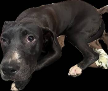 Rescue Terrier Dogs for Adoption in Bossier City, Louisiana - Kash | PetCurious