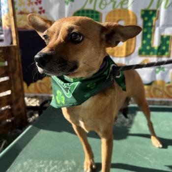 Chihuahua Dogs Available for Adoption - Ella | PetCurious