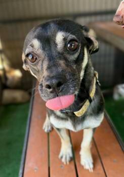 Beagle and Chihuahua Dogs Available for Adoption in Ramona, California - Hook | PetCurious