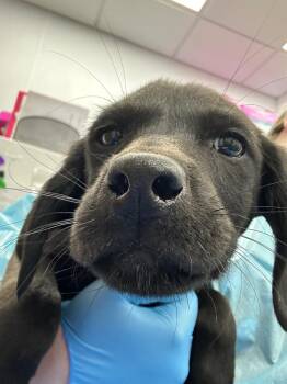 Schnauzer Dogs Available for Adoption - Spartacus (Sx7 Pups) | PetCurious