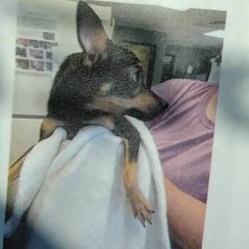 Rescue Chihuahua Dogs for Adoption in Baton Rouge, Louisiana - Hoard 7 | PetCurious