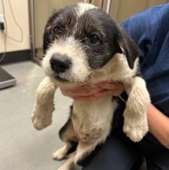 Blackberry Jam -  Mixed Breed Dog for Adoption in Bellingham, Washington - Blackberry Jam | PetCurious