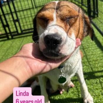 Mama Linda -  Beagle and Hound Dog for Adoption in Tampa, Florida - Mama Linda | PetCurious