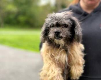 Mixed Breed Dogs Available for Adoption in West Chester, Pennsylvania - Fleurette | PetCurious