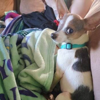 Corbin -  Chihuahua Dog for Adoption in Blair, Wisconsin - Corbin | PetCurious