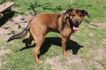 Shepherd and Mixed Breed Dogs Available for Adoption in Kansas City, Missouri - Bandit | PetCurious