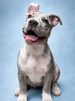 HANK -  Pit Bull Terrier and Mixed Breed Dog for Adoption in Westminster, Maryland - HANK | PetCurious