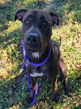 Staffordshire Bull Terrier and Mixed Breed Dogs Available for Adoption - ACACIA | PetCurious