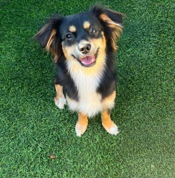 Spaniel Dogs Available for Adoption in Bothell, Washington - Rocket | PetCurious