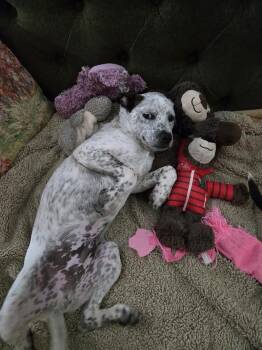 Australian Cattle Dog Blue Heeler and Pit Bull Terrier Dogs Available for Adoption in Fort Collins, Colorado - Vinny | PetCurious