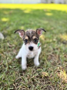 Ace -  Jack Russell Terrier and Mixed Breed Dog for Adoption in Aiken, South Carolina - Ace | PetCurious