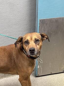 Rescue Pit Bull Terrier and Mixed Breed Dogs for Adoption in Las Vegas, Nevada - BAILY | PetCurious