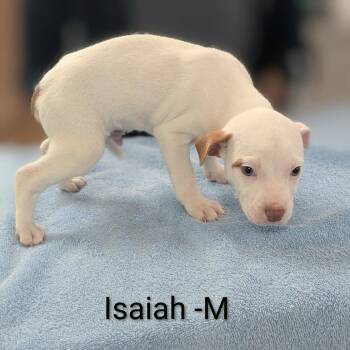 Pit Bull Terrier and Mixed Breed Dogs Available for Adoption in Griswold, Connecticut - Isaiah | PetCurious