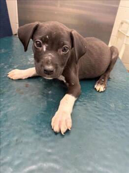 Rescue Labrador Retriever and Mixed Breed Dogs for Adoption in Mobile, Alabama - SAMPSON | PetCurious