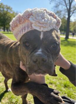 Maiya -  Bulldog and Boxer Dog for Adoption in Houston, Texas - Maiya | PetCurious