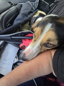 Luke -  Treeing Walker Coonhound Dog for Adoption in Sweetwater, Tennessee - Luke | PetCurious