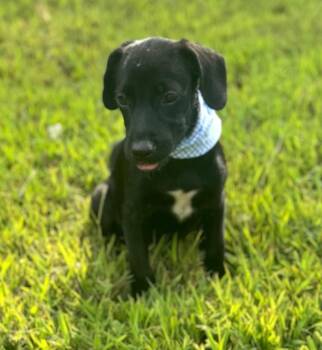 Wes -  Puggle and Chiweenie Dog for Adoption - Wes | PetCurious