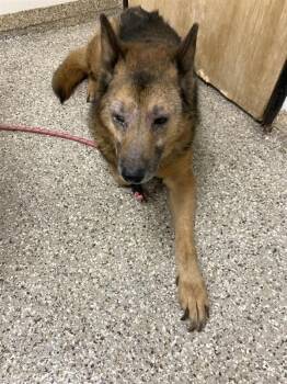 German Shepherd Dog Dogs Available for Adoption in Vancouver, Washington - Kevin | PetCurious