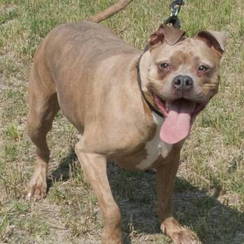 Rescue Mixed Breed Dogs for Adoption in Gloucester, Virginia - Sugar | PetCurious