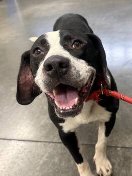 Hammer -  Mixed Breed Dog for Adoption in Henderson, North Carolina - Hammer | PetCurious