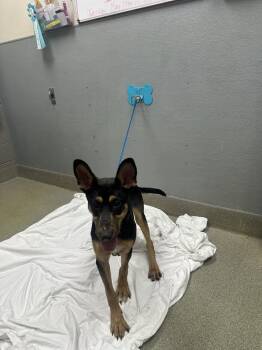 German Shepherd Dog Dogs Available for Adoption in Las Vegas, Nevada - QUESO | PetCurious