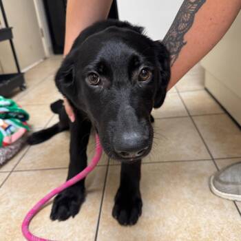 Mae Mae -  Labrador Retriever and Standard Poodle Dog for Adoption in Pekin, Illinois - Mae Mae | PetCurious