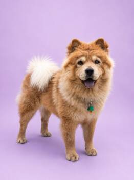 Lo Mein -  Chow Chow Dog for Adoption in Palo Alto, California - Lo Mein | PetCurious
