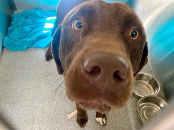 BUDDY -  Labrador Retriever Dog for Adoption in Tustin, California - BUDDY | PetCurious
