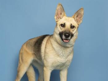 German Shepherd Dog Dogs Available for Adoption - KENZIE | PetCurious