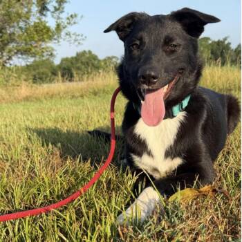 TWINKLE -  Labrador Retriever Dog for Adoption in Norwalk, Connecticut - TWINKLE | PetCurious