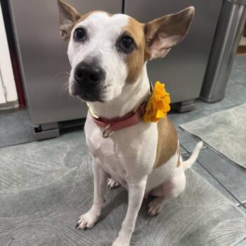 Ladybird -  Jack Russell Terrier Dog for Adoption in Houston, Texas - Ladybird | PetCurious