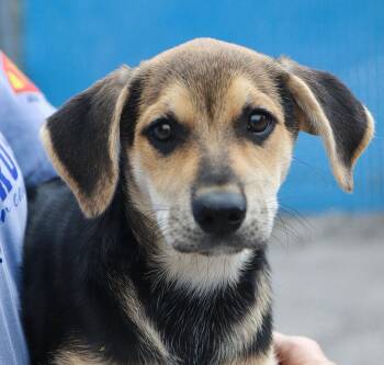 Lady Whistledown (AO37671) -  Labrador Retriever Dog for Adoption in Kansas City, Kansas - Lady Whistledown (AO37671) | PetCurious