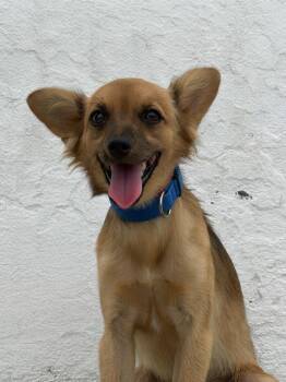 Dorita -  Chihuahua Dog for Adoption in Ramona, California - Dorita | PetCurious