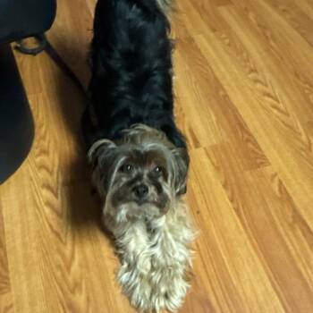 Honey -  Yorkshire Terrier and Terrier Dog for Adoption in Oceanside, New York - Honey | PetCurious