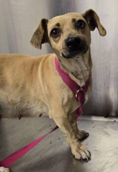 Peppermint -  Chihuahua and Mixed Breed Dog for Adoption in Fresno, California - Peppermint | PetCurious