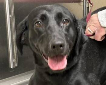 Black Labrador Retriever Dogs Available for Adoption - Harley-B | PetCurious