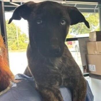 Walker -  Shepherd and Mixed Breed Dog for Adoption in Springboro, Ohio - Walker | PetCurious