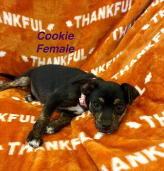 Rescue Chihuahua and Dachshund Dogs for Adoption in Union Beach, New Jersey - Cookie | PetCurious
