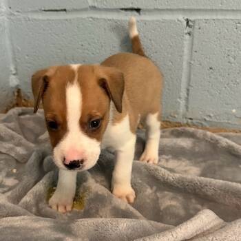 Rescue Mixed Breed Dogs for Adoption in Loxahatchee Groves, Florida - Kumo 5871 | PetCurious