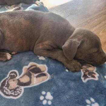 Mixed Breed Dogs Available for Adoption - Ruby | PetCurious