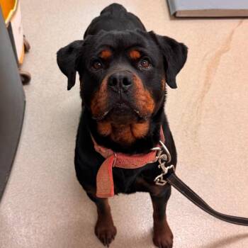 Rottweiler Dogs Available for Adoption - Chloe | PetCurious
