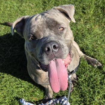 Tito -  Cane Corso and Mixed Breed Dog for Adoption in Champaign, Illinois - Tito | PetCurious