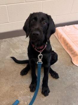 BUZZY -  Labrador Retriever Dog for Adoption in Leesburg, Virginia - BUZZY | PetCurious