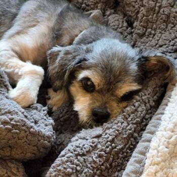 Louie -  Shih Tzu Dog for Adoption in Arlington, Virginia - Louie | PetCurious