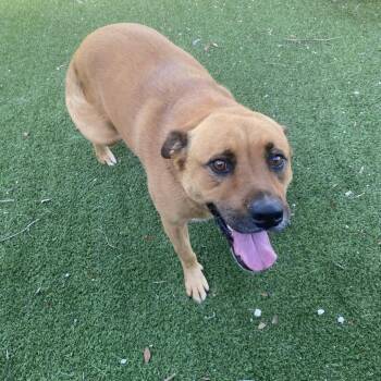 Delilah 5629 -  German Shepherd Dog and Rottweiler Dog for Adoption in Loxahatchee Groves, Florida - Delilah 5629 | PetCurious